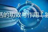 獨(dú)活的功效與作用(獨(dú)活是傷腎還是補(bǔ)腎)