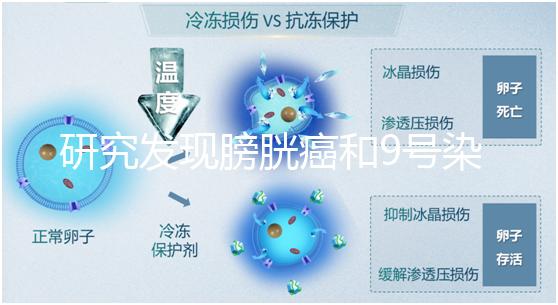 研究發(fā)現(xiàn)膀胱癌和9號染色體缺失有關(guān)系！