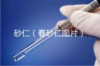 砂仁（春砂仁圖片）