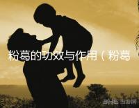 粉葛的功效與作用(粉葛與葛根有什么區別)