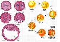 卵泡破裂后多久排卵？要想受孕更容易，這個時間別錯過！