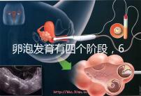 卵泡發(fā)育有四個階段，6種常見食物可促進卵泡發(fā)育