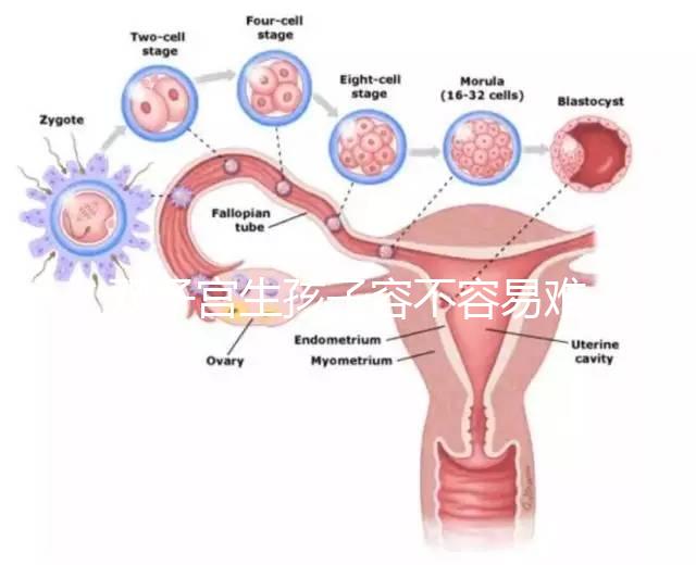 雙子宮生孩子容不容易難產看情況，注意這幾點也能順利抱娃