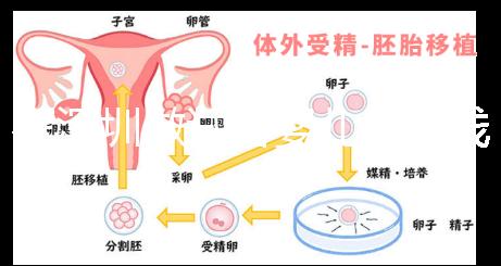 在深圳做試管嬰兒多少錢一次?各大醫院成功率及費用看這里