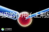 土荊皮的作用(土荊皮功能主治療作用)