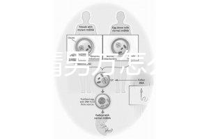 人工授精男方怎么取精？2種取精過程分別適合不同人群