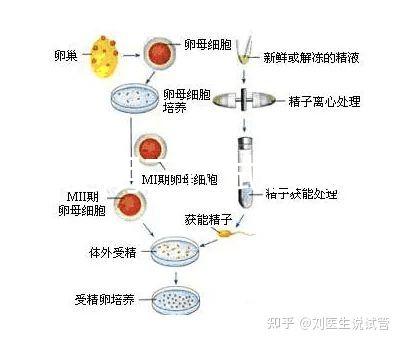 云南昆明三代試管助孕費用貴不貴呢?三代試管懷孕費用參考表!