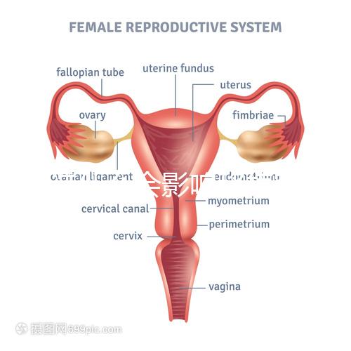 不造什么會影響移植窗口期的結(jié)果戳,時間不對著床懸乎