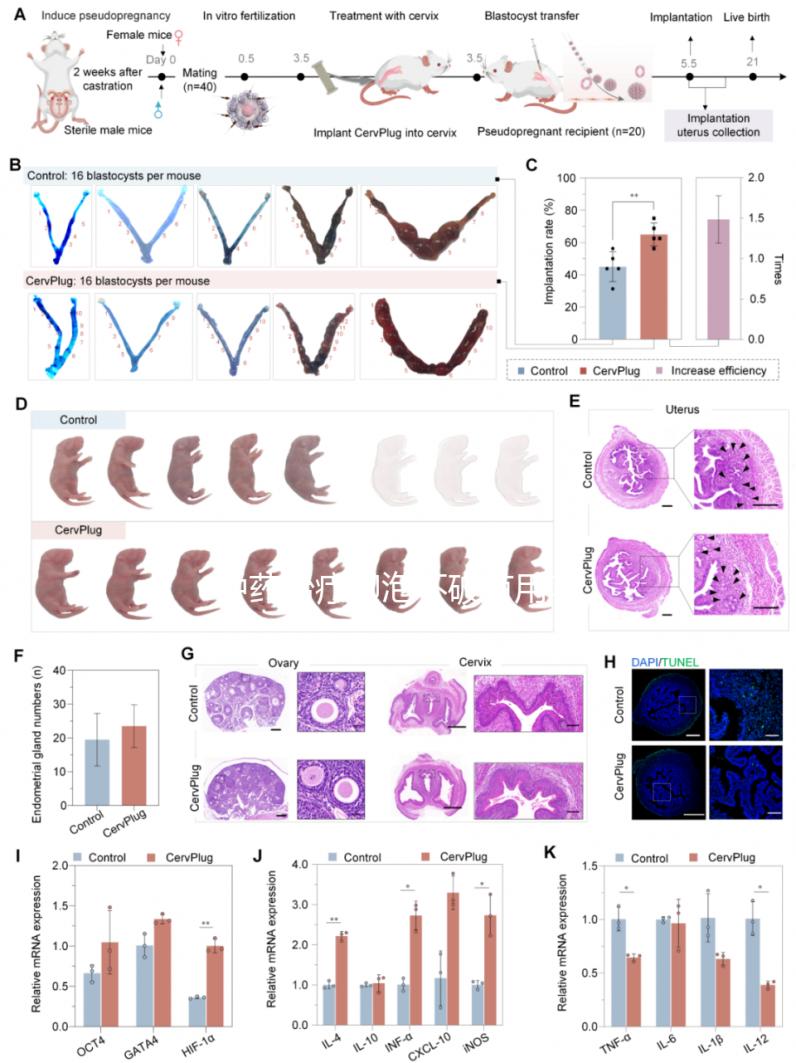 中藥治療卵泡不破有用嗎？卵泡不破中藥調理有效嗎？