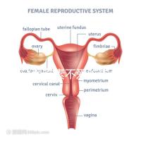 懷孕愛吃素不愛吃肉多半是女兒?幾率究竟多大進(jìn)來一看便知
