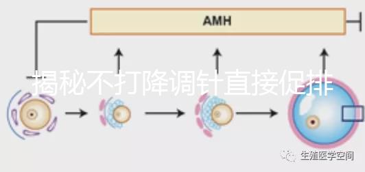 揭秘不打降調(diào)針直接促排的影響，是否妨礙懷孕一目了然