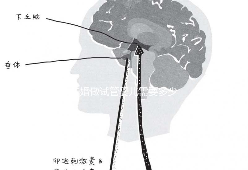 未婚做試管嬰兒需要多少錢(qián)?公立醫(yī)院費(fèi)用大概在3-12萬(wàn)