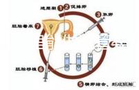 文昌哪里能做試管嬰兒？國內做一次成功率有多高？