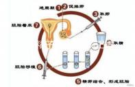 正常精子形態(tài)＞4％正常，流產與精子質量不好也有關