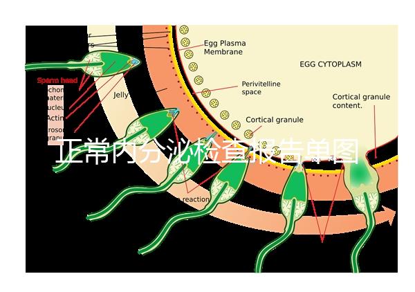 正常內(nèi)分泌檢查報(bào)告單圖片大全，一分鐘弄懂檢測(cè)結(jié)果怎么看