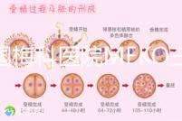 泰國梅科醫院MEKO三代試管嬰兒，不靠中介翻譯安心好孕