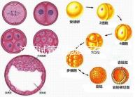 沈陽試管雙胞胎醫院排名速覽,60s告訴你皇姑區有哪些