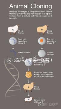 河北醫科大學第一醫院(河北醫科大學第一醫院擅長什么)
