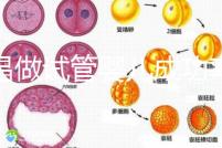 宜昌做試管嬰兒成功率和費(fèi)用多少？先看哪些醫(yī)院能做吧！