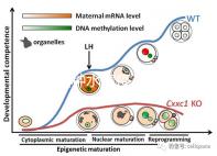 寶寶接種水痘疫苗后≠100%安全，不知道怎么辦看這3點