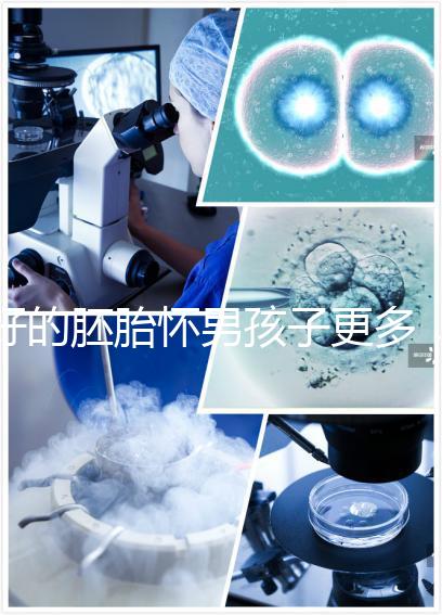 好的胚胎懷男孩子更多,驚呀!什么時候質量決定性別了