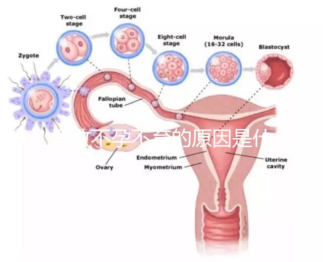 導致不孕不育的原因是什么?