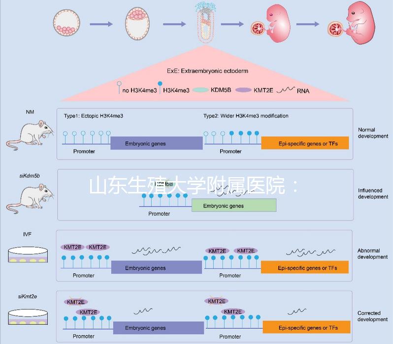 山東生殖大學(xué)附屬醫(yī)院：試管成功率高達55%的研究中心