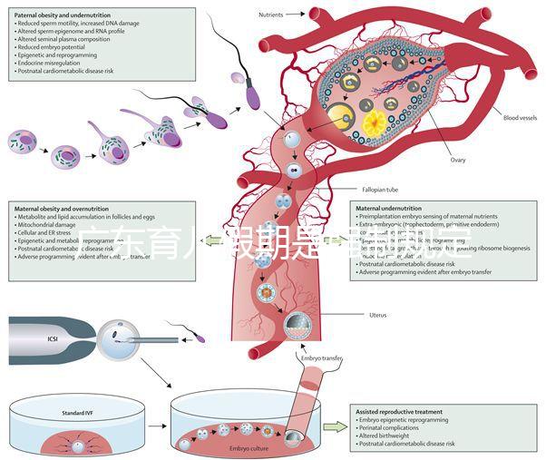 廣東育兒假期是強(qiáng)制規(guī)定！深圳包不包括雙休日這均有答復(fù)