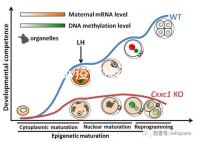廣州hpv疫苗預(yù)約流程攻略,詳細地址加電話收好不謝