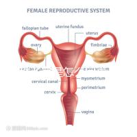 幼稚子宮是怎么回事,2點后果嚴重到無法接受