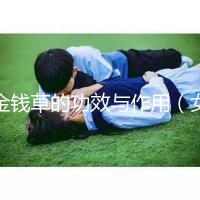 金錢(qián)草的功效與作用(女人長(zhǎng)期喝金錢(qián)草的好處)