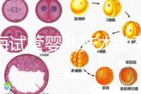青海試管嬰兒技術助孕二胎 2家醫(yī)院費用