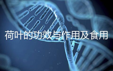 荷葉的功效與作用及食用方法(荷葉蒂的功效與作用及食用方法)