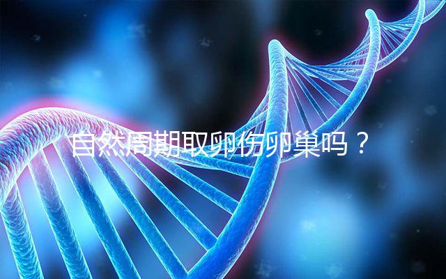 自然周期取卵傷卵巢嗎？對女性的這3大影響不能忽視