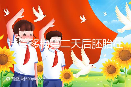 試管移植第二天后胚胎在干嘛!子宮內(nèi)游走居無定所