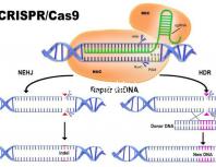 試管前老公遺精(試管前老公遺精正常嗎)