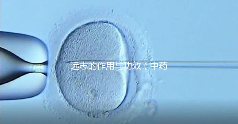 遠(yuǎn)志的作用與功效（中藥遠(yuǎn)志的作用與功效）