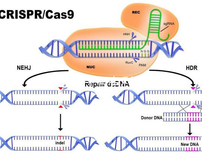 45歲生孩子各有利弊，對比優(yōu)缺點就知道好不好！