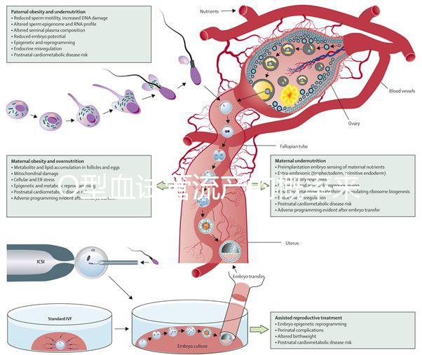 O型血試管流產(chǎn)的概率來了，不知道該怎么辦